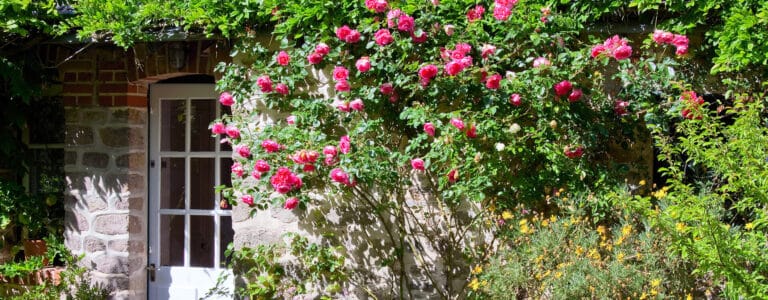 Fassadenbrünung mit Rosen