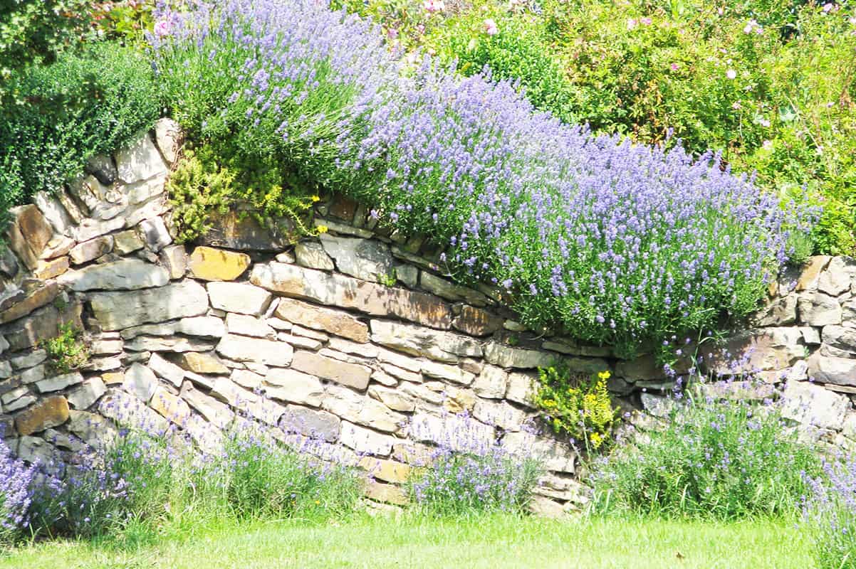 Der Garten im August